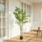 Potted Plants