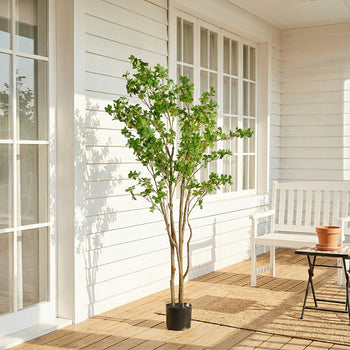 Potted Plants