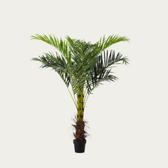 Collection image for: Artificial Plants